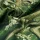 Fat Quarter Baumwolle 45x55 cm Fusion Swish Ivy