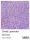 WOW! Embossingpulver Dried Lavender